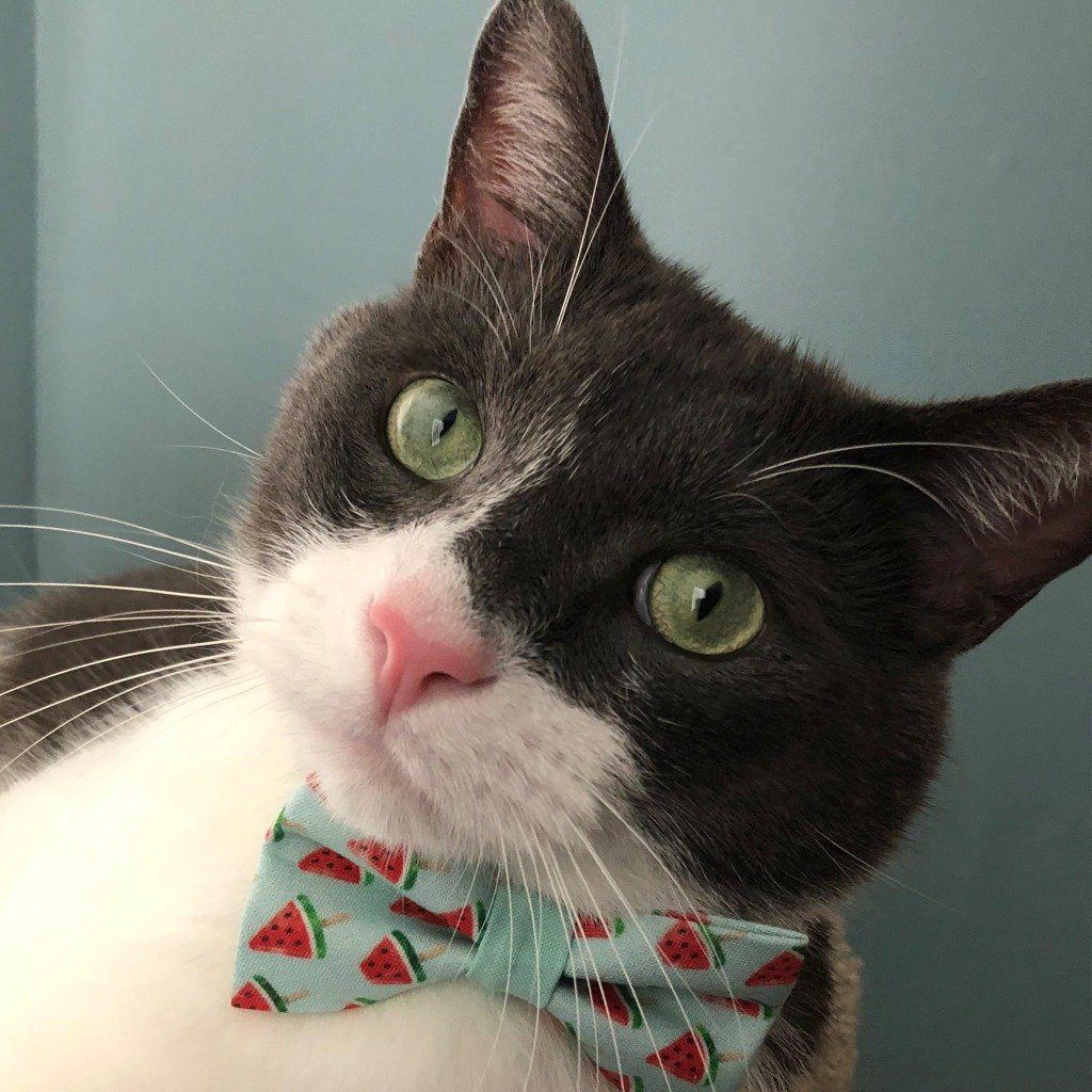 Conjunto de collar y pajarita para gato - Menta